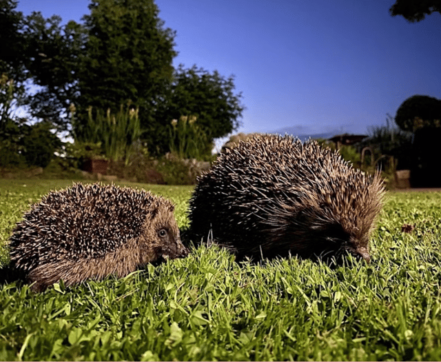 Explore town's hedgehog heritage with family-friendly trail