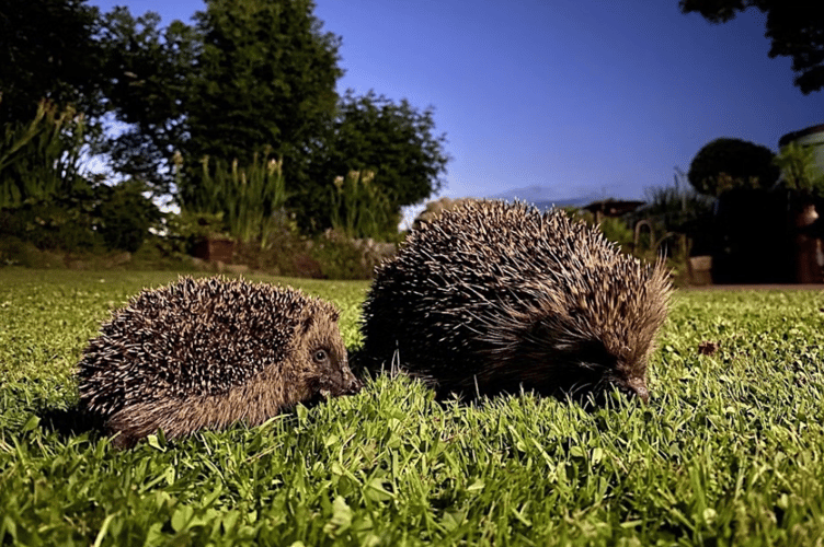hedgehog