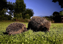 Explore town's hedgehog heritage with family-friendly trail
