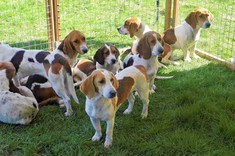 The Wooten and leaden Vale bassets proved a popular draw