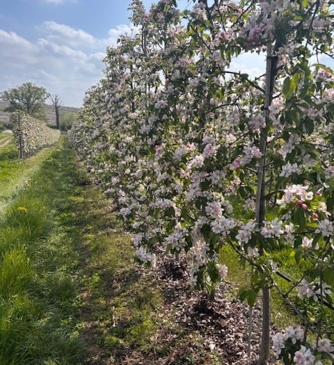 EC Drummond's £1 million investment in new apple store