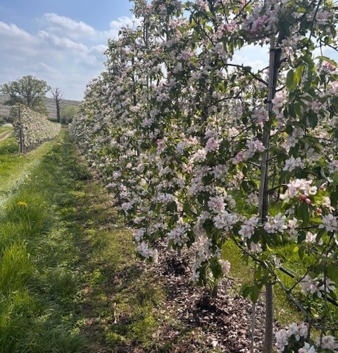 Apple blossom