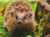 Experts dispel hedgehog myths as part of campaign