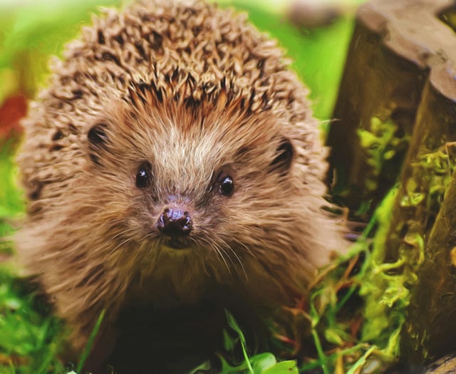 Experts dispel hedgehog myths as part of campaign