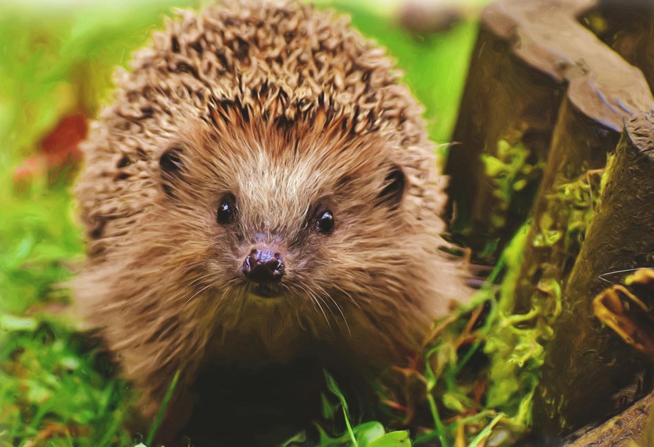 Experts dispel hedgehog myths as part of campaign