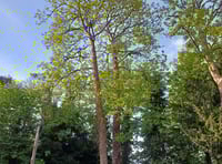 Decaying sycamore tree to be felled from Chase Hotel