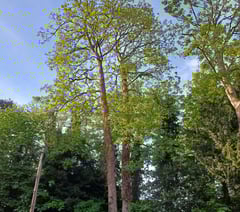 Decaying sycamore tree to be felled from Chase Hotel