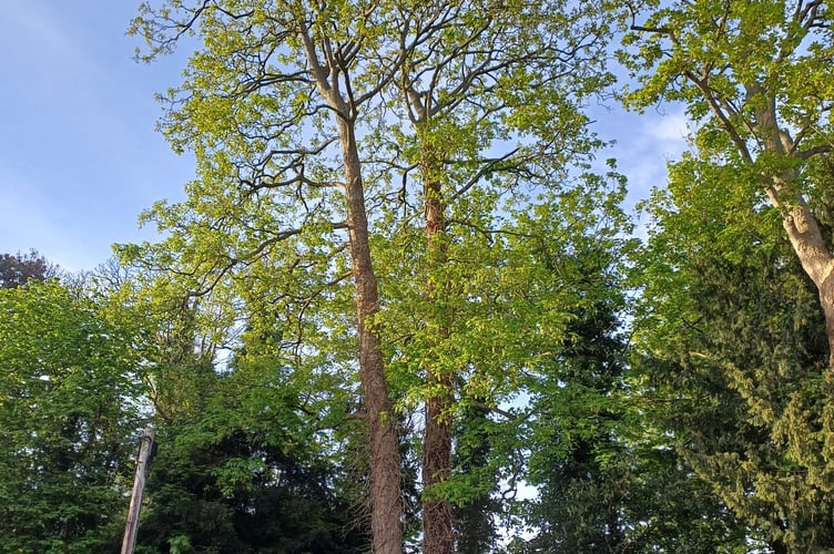 Sycamore tree