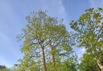 Decaying sycamore tree to be removed from Chase Hotel