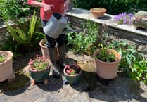 Open Gardens in Ross returns with wildlife focus
