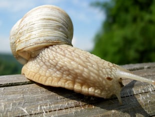 New plan for gourmet snail cooking cabin