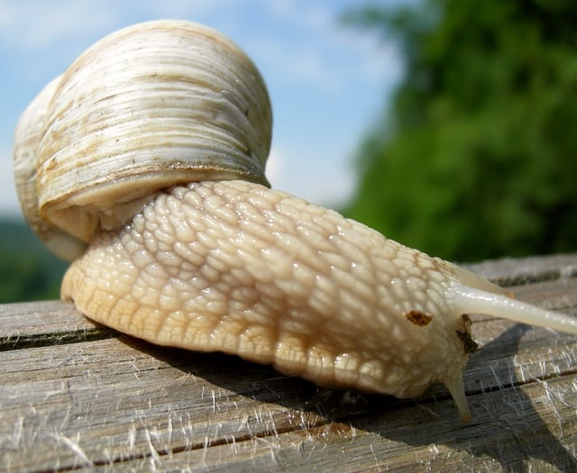 New plan for gourmet snail cooking cabin