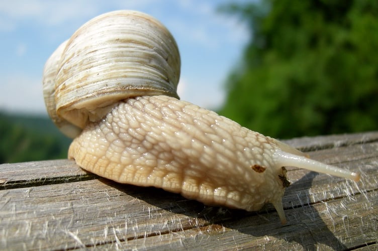 An edible snail