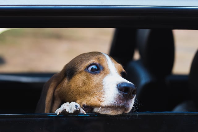 Keep dogs safe in cars as temperatures rise