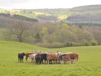 Ross market report