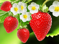 Strawberry Fayre set for St Mary's Church