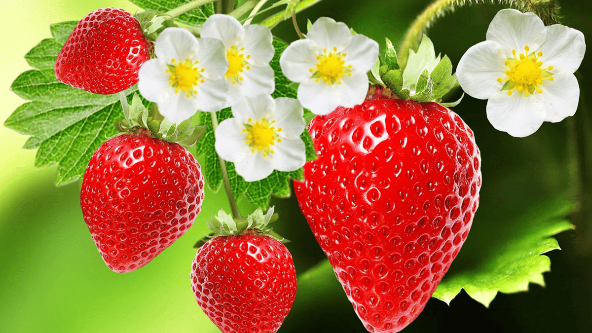 Strawberry Festival, Sagra delle Fragole in Italy – Ms. Adventures in Italy