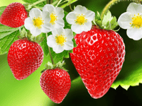 Strawberry Fayre set for St Mary's Church
