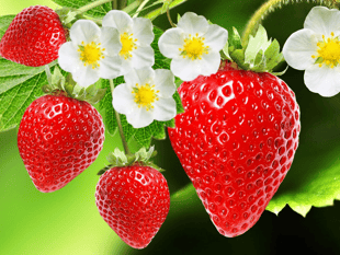 Strawberry Fayre set for St Mary's Church