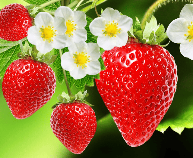 Strawberry Fayre set for St Mary's Church