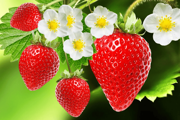 fruit