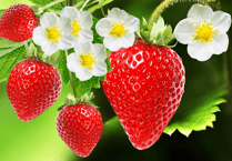 Strawberry Fayre set for St Mary's Church