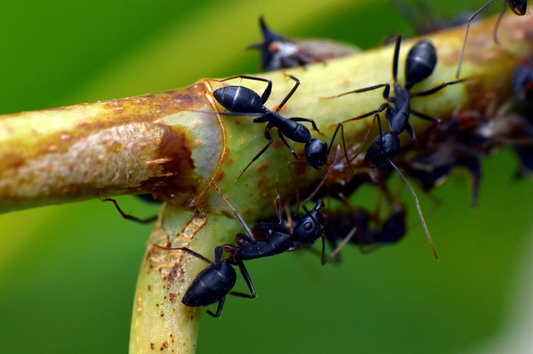 Ants on a twig