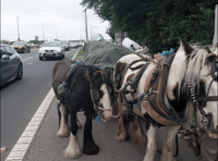 Man stopped on Severn Bridge for horse and carriage ride