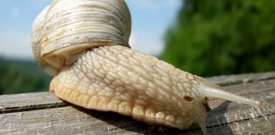 Snail cooking cabin approved for holiday let