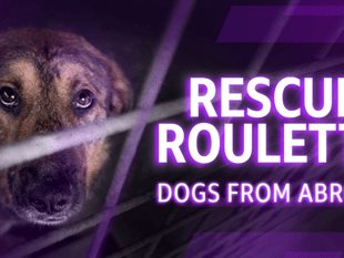 RSPCA urges licensing after BBC probe