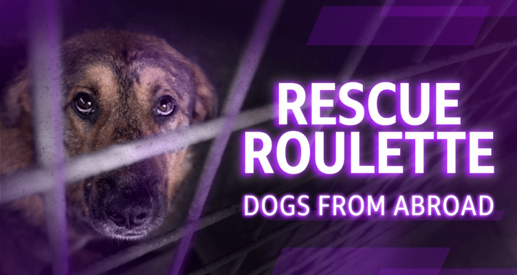Rescue Roulette- BBC local Investigation
