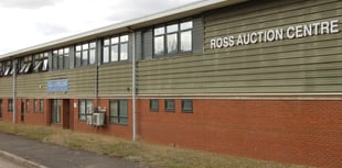 Bank Holiday auction Sees record livestock prices