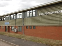 Bank Holiday auction Sees record livestock prices