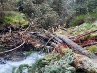 River restoration project tackles invasive species