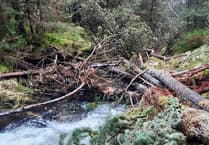 River restoration project tackles invasive species and plants 2,000 trees