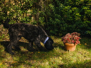 Conker Caution! Dogs Trust warns of harmful conkers this autumn