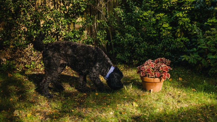 Dog playing with conkers