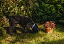 Conker Caution! Dogs Trust warns of harmful conkers this autumn