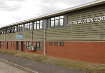 Excellent trade for livestock at Ross livestock market