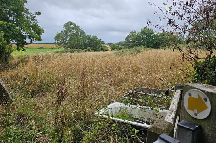 Overgrown field