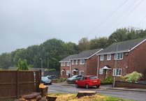 Illegal tree feller ordered to pay £1,520 compensation