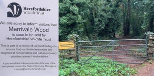 Merrivale Wood for Sale at £90,000