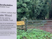 Merrivale Wood for Sale at £90,000