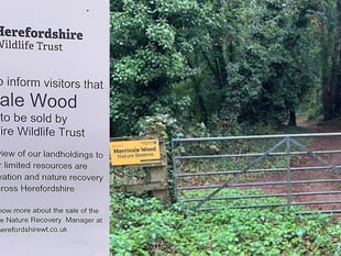 Merrivale Wood for Sale at £90,000