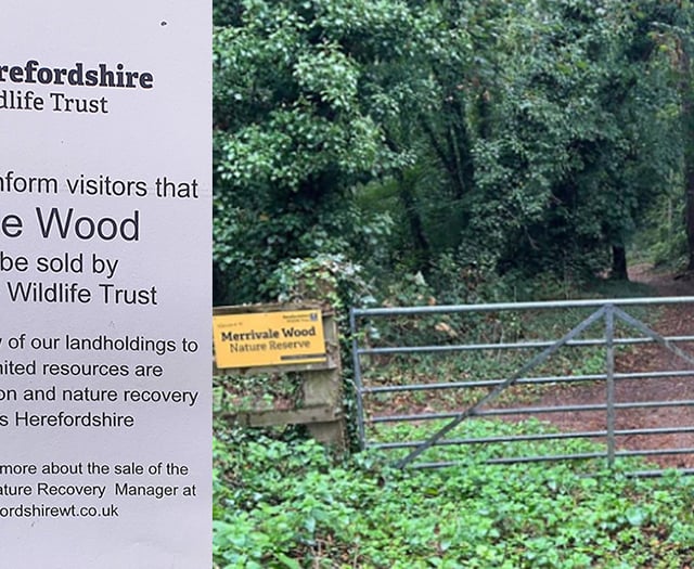 Merrivale Wood for Sale at £90,000