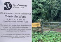 Merrivale Wood for Sale at £90,000