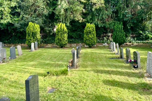 Churchyard yew trees face the chop