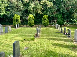 Churchyard yew trees face the chop