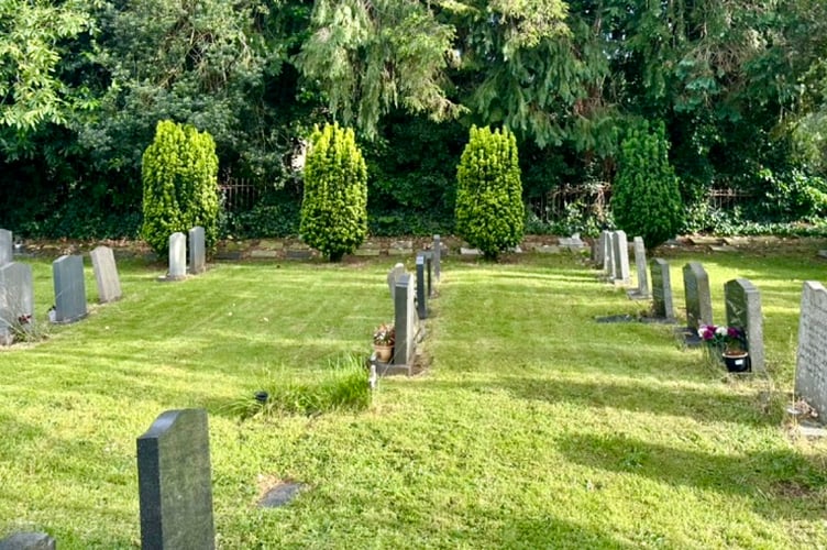 The semi-mature yews will be cut down at Fownhope churchyard
