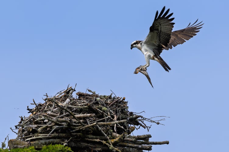 Dinner Arriving – Mike Webb